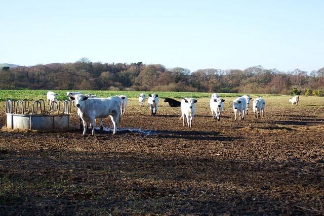 White cows grazing in a ploughed field