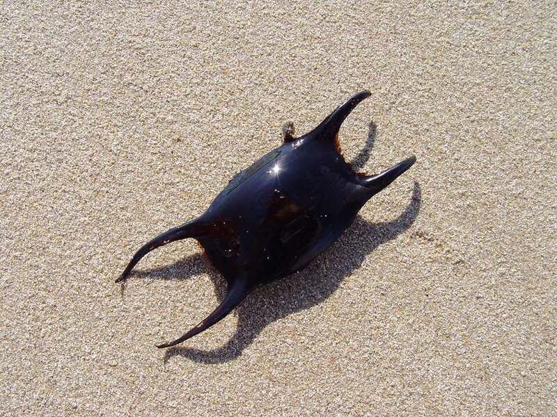 A dark dogfish egg case, known as a mermaid’s purse, lying on sand