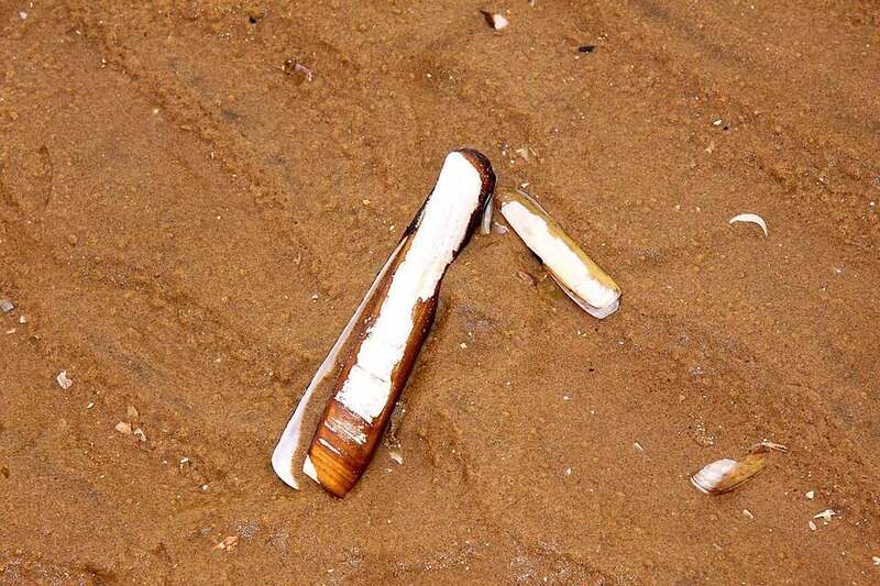 An open razor shell on wet sand