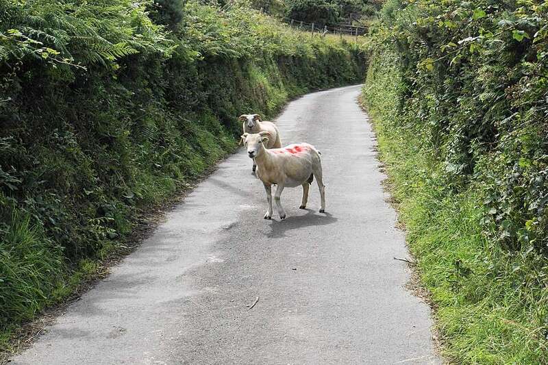 A sheep standing in the middle of a narrow lane